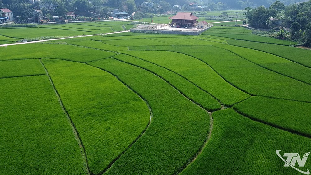 Cánh đồng áp dụng mô hình canh tác lúa thông minh - tưới ướt, khô xen kẽ (AWD) tại xã Hợp Thành.