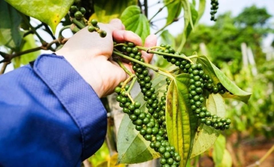 Giá nông sản ngày 11/7/2025: Cà phê bất ngờ giảm, hồ tiêu tiếp tục ổn định