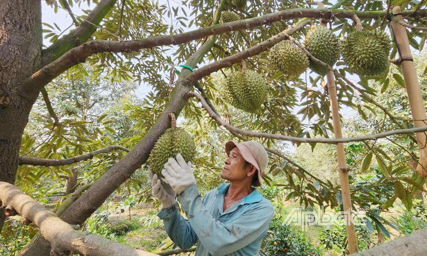 Thu hoạch sầu riêng.                                                                                                                                                                                                          Ảnh: T.L
