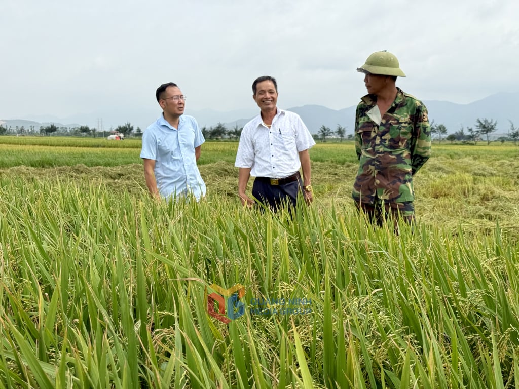 Vụ lúa Xuân 2025 được mùa, nông dân trong tỉnh phấn khởi.