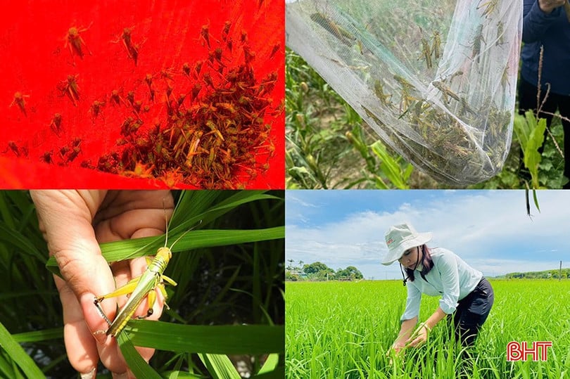 Châu chấu tre đã &quot;tràn&quot; xuống một số ruộng lúa, ngô của bà con nông dân.