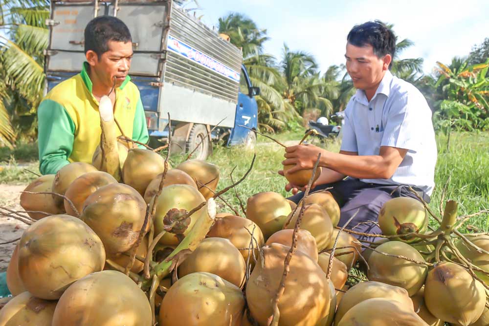  
Anh Thạch Ngọc Tuấn (bên trái) trao đổi về cách trồng dừa Mã Lai với cán bộ cơ sở.