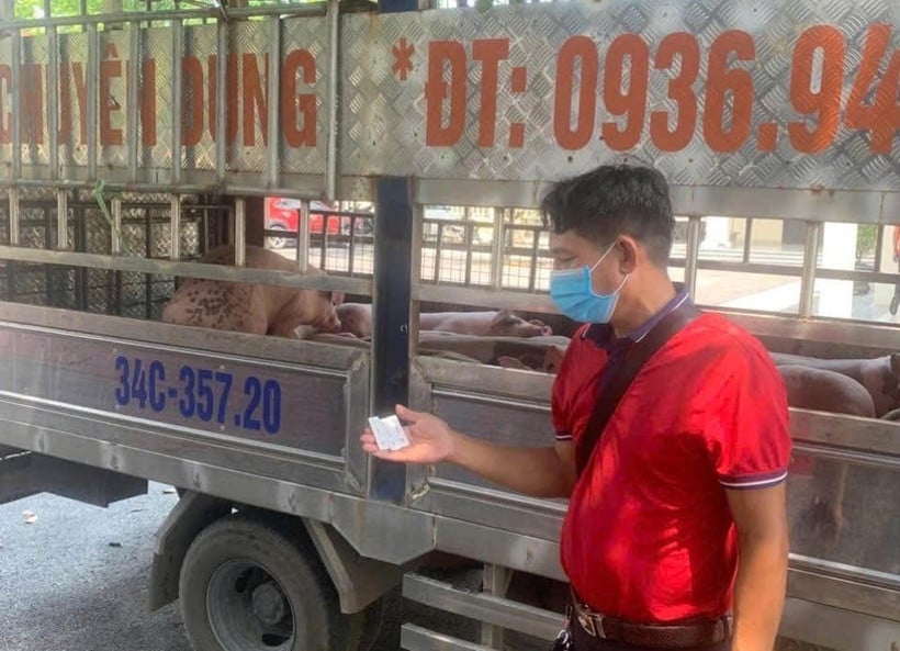 Lực lượng chức năng phát hiện và bắt giữ số lượng lớn lợn nhiễm bệnh đi tiêu thụ.