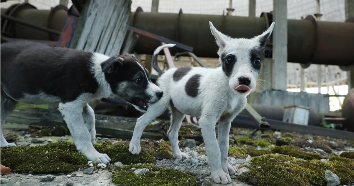 Chó hoang tiến hóa ở Chernobyl: Vì sao vẫn sống sót nơi vùng đất chết?