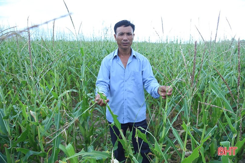 Hơn 2 sào mía, 4 sào ngô và 1 mẫu cỏ voi của anh Cao Văn Hùng đã bị châu chấu tre gây hại nặng trong vòng gần 1 tuần.