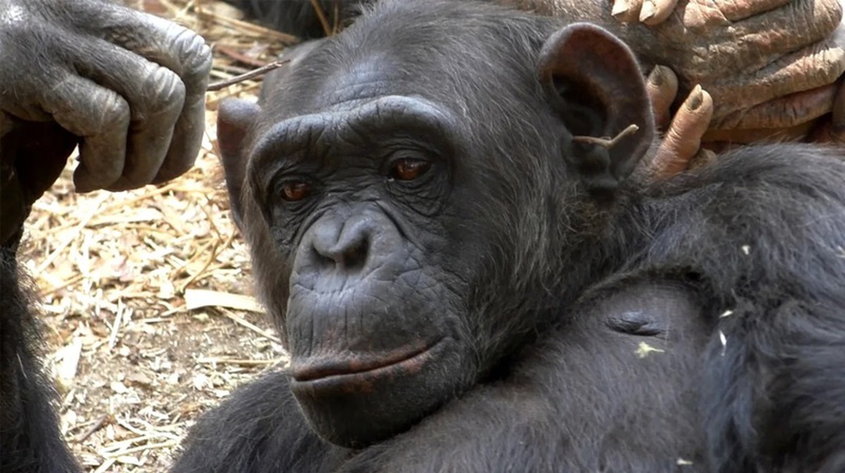Les chimpanzés ne sont pas les seuls à « suivre les tendances de la mode »