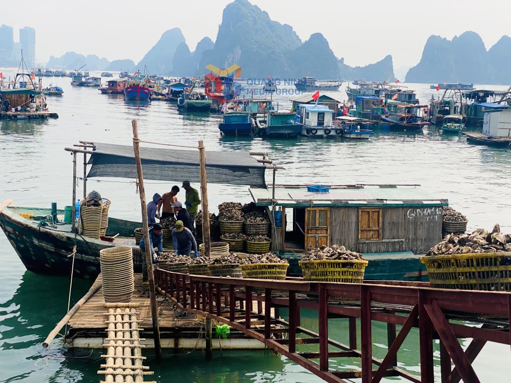 Ngư dân phấn khởi thu hoạch sản phẩm nhuyễn thể xuất bán đầu năm 2025.