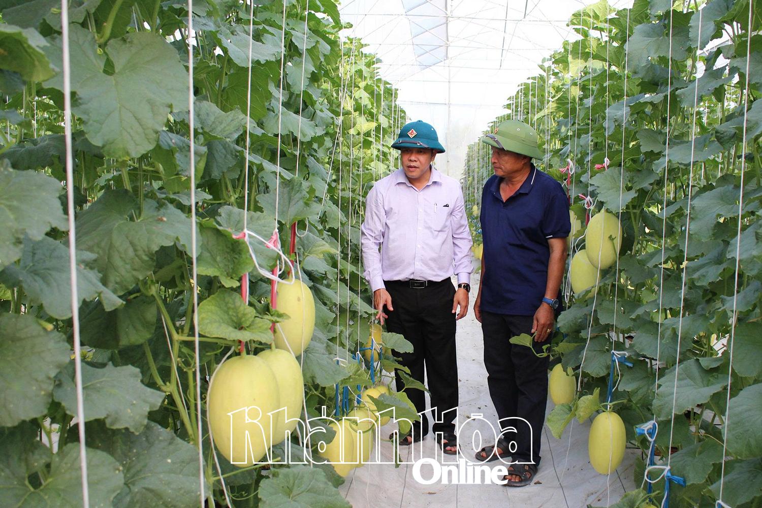 ការដាំដុះពូជ Melon នៅក្នុងផ្ទះកញ្ចក់របស់ក្រុមហ៊ុន Song Dinh Farm Company Limited (ឃុំ My Son)។