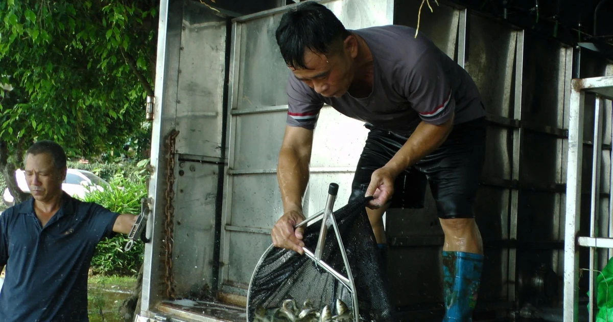 ជាង 10 ពាន់លានដុងដើម្បីដោះលែងត្រីបន្ថែមនៅលើបឹងថាក់បា