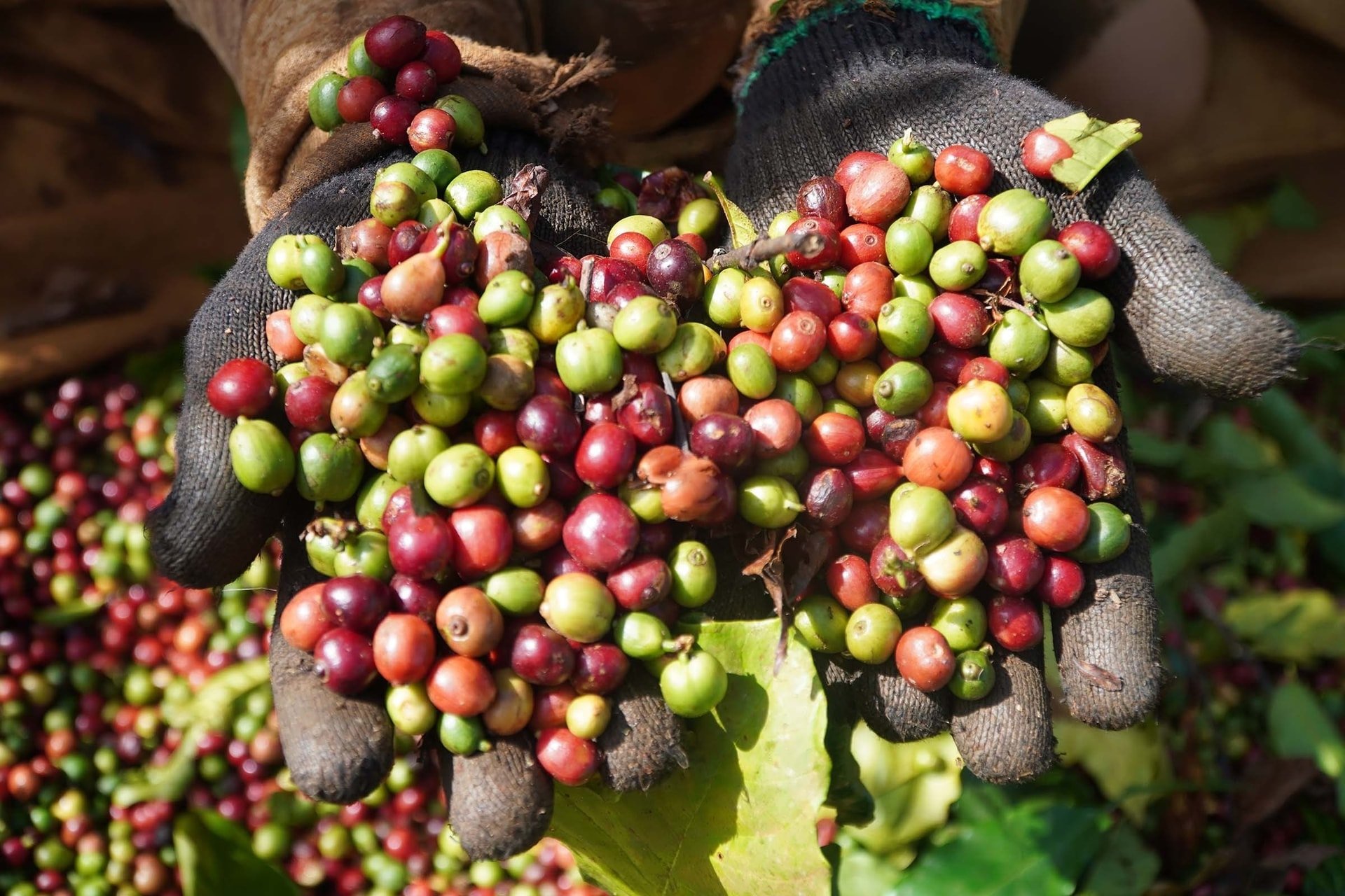 Dự báo giá cà phê ngày 12 7 Có thêm đáy mới sau chuỗi Robusta giảm 4 phiên liên tiếp