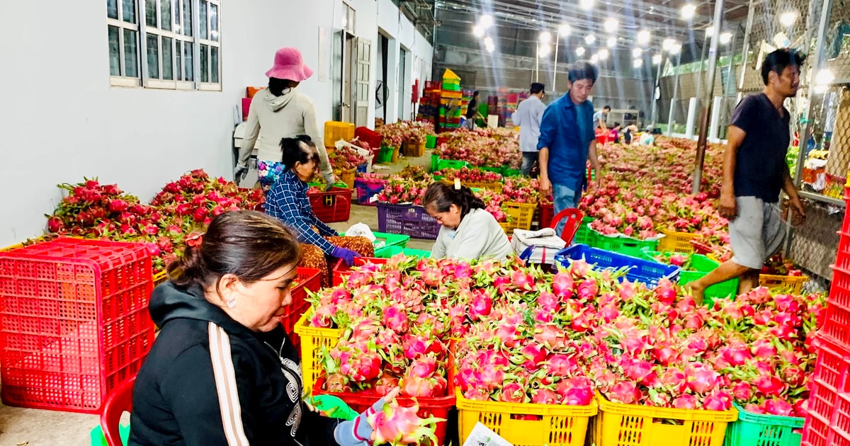 Sản xuất và chế biến thanh long theo hướng nông nghiệp xanh