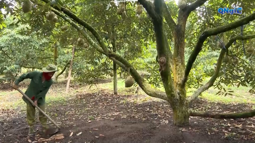 Nông dân chăm sóc cây sầu riêng