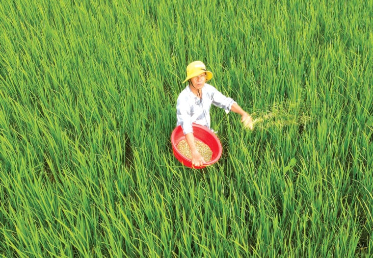 Bón phân cho lúa. Ảnh: Tư liệu