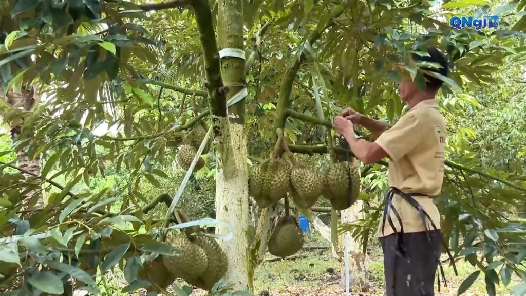 Gia đình ông Phạm Ngọc Tuấn trồng 2ha sầu riêng