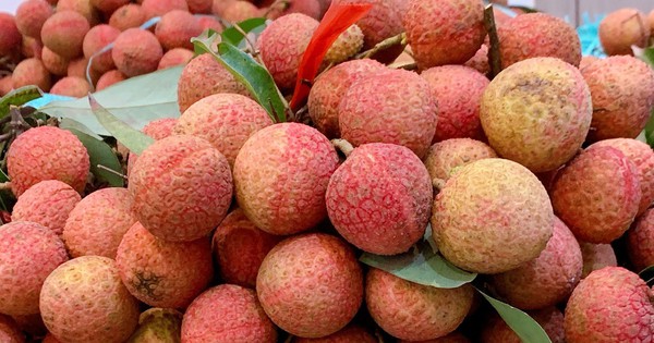 តម្លៃ​ផ្លែ​ល្មុត​ថោក​ខ្លាំង​ចុង​រដូវ​នេះ នារី​ចែករំលែក​អាថ៌កំបាំង​ថែរក្សា​ផ្លែ​ល្មុត​ស្រស់​ពេញ​មួយ​ខែ