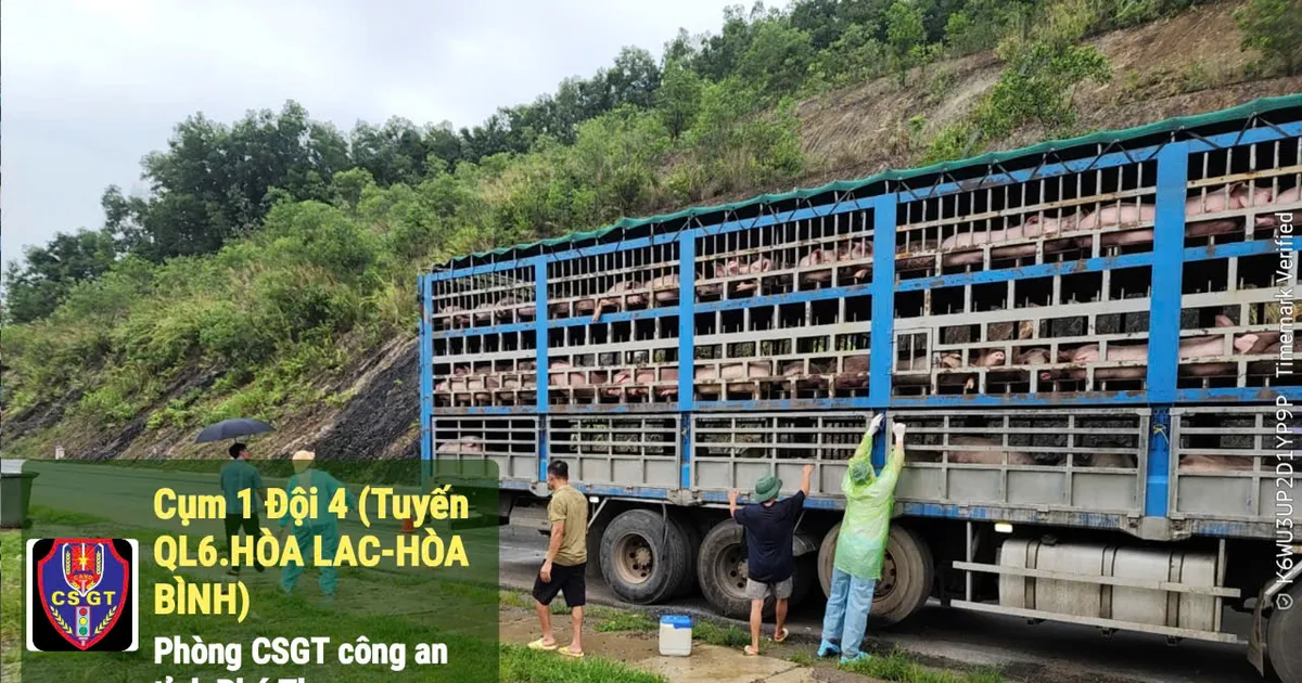 Phú Thọ: Bắt xe tải chở gần 200 con heo nhiễm dịch tả heo châu Phi