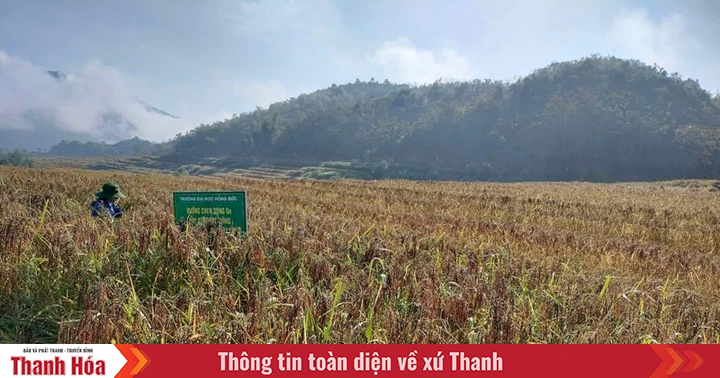 Về vùng lúa nếp Cay Nọi