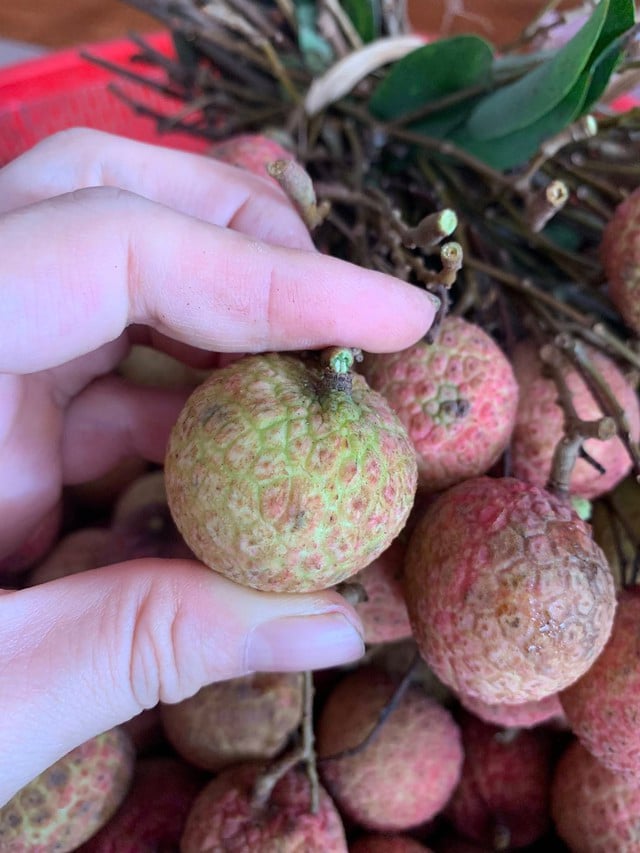 Vải thiều vào cuối vụ giá bán siêu rẻ, chị em truyền nhau bí quyết bảo quản quả vải tươi cả tháng- Ảnh 4.
