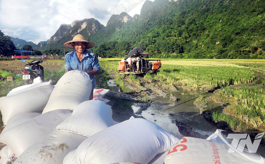 দিন হোয়া কমিউনের কৃষকরা তাদের বসন্তকালীন ধান কাটার জন্য অনুকূল আবহাওয়ার সুযোগ নিচ্ছেন। ছবি: ট্রান নগুয়েন।