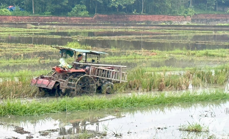 আসন্ন ফসলের মৌসুমের জন্য প্রস্তুতি নিতে থাই নগুয়েনের কৃষকরা জমি প্রস্তুতির কাজ দ্রুততর করছেন।