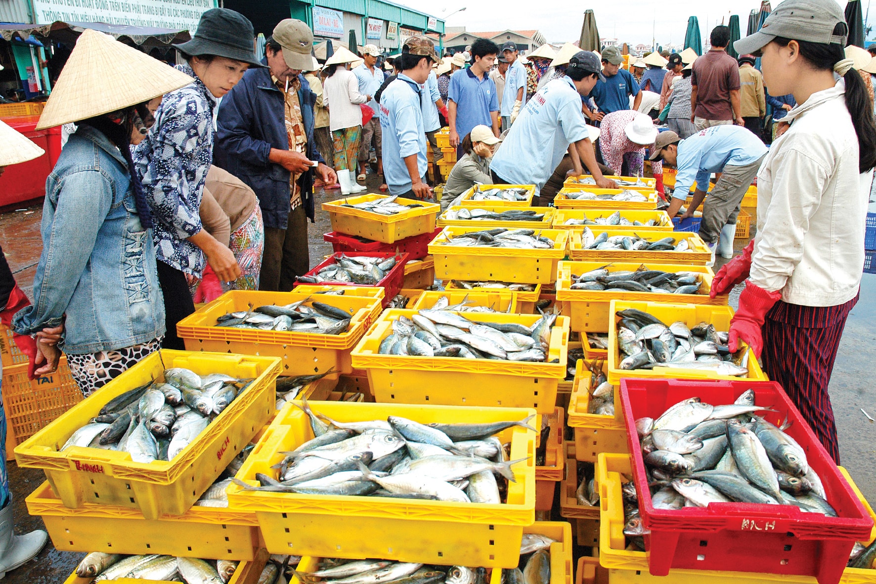 t5_03_entering-the-sea-of-the-year-in-the-coastal-region-of-Lam-Dong-Anh-n.jpg