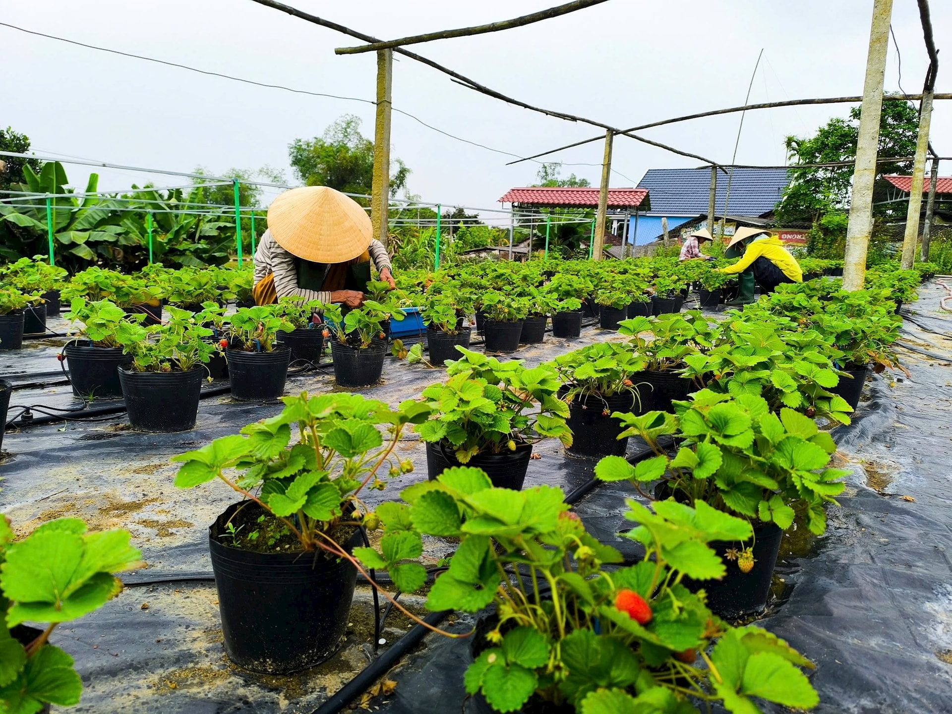 Nghị quyết 35 giúp phát triển nông nghiệp theo hướng chế biến sâu, sản phẩm OCOP và gắn kết với phát triển du lịch sinh thái, du lịch cộng đồng. Trong ảnh: Nông dân Phú Ninh chăm sóc cây dâu tây. Ảnh: HOÀNG ĐẠO