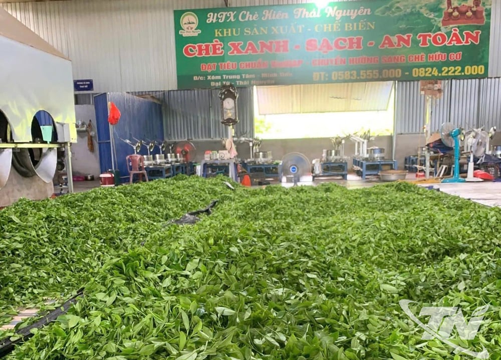 Khu nhà xưởng rộng rãi chế biến chè bằng các công nghệ hiện đại.