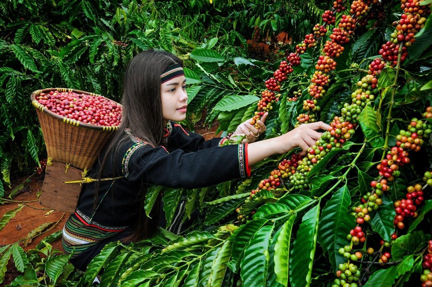 Giá cà phê hôm nay 13 7 2025 Giá cà phê vỡ trận, 90.000 đồng kg sắp thành dĩ vãng