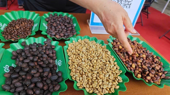 Giá cà phê hôm nay 11-7: Robusta lao dốc 3 con số- Ảnh 1.