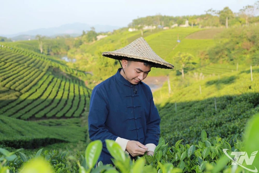 Chàng kỹ sư mỏ địa chất đam mê sản xuất chè sạch.