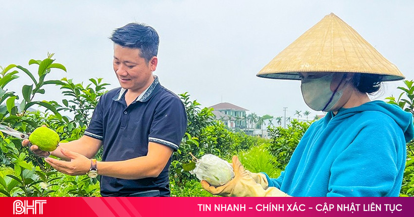 ការដាំផ្លែត្របែករបស់ថៃ តាមស្តង់ដារសរីរាង្គ រកចំណូលបានកន្លះពាន់លានដុងក្នុងមួយឆ្នាំ