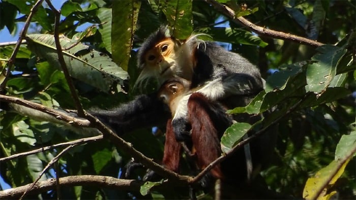 Voọc chà vá chân đỏ (Pygathrix nemaeus) và con non tại Laboi, Vườn Quốc gia Hin Nam Nô.