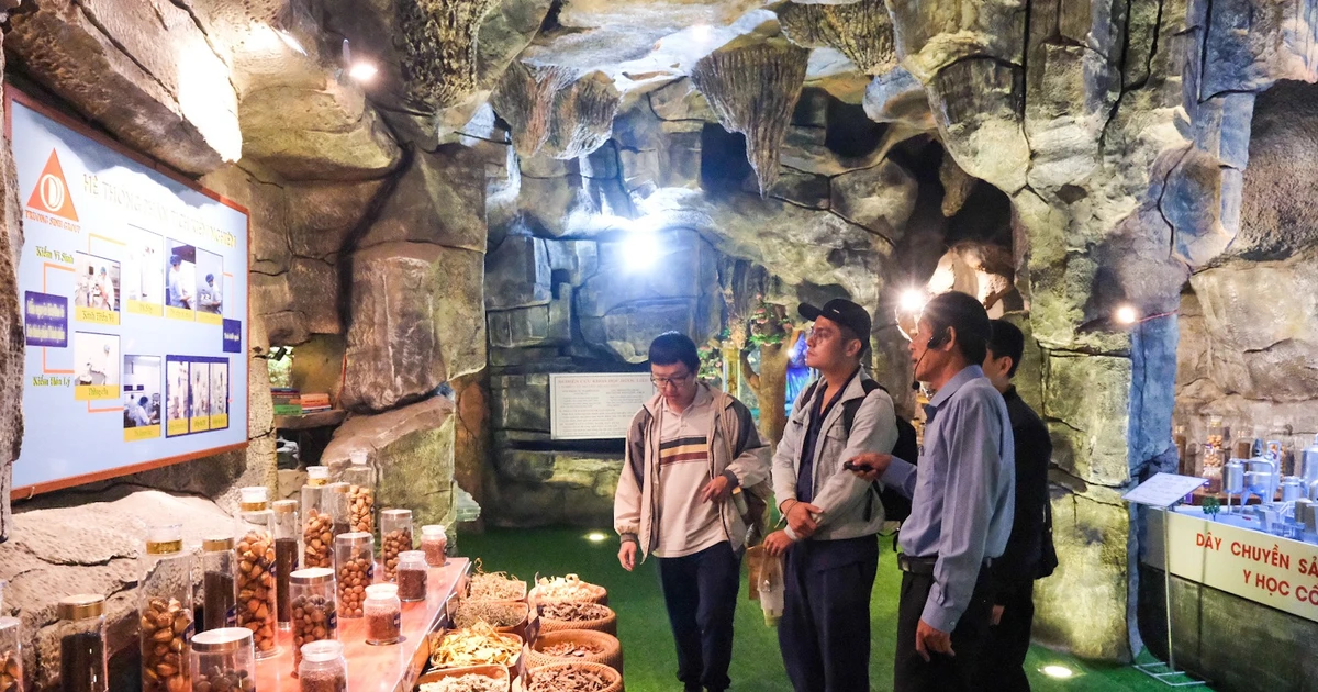 វង្វេងនៅក្នុងពិភពវេទមន្តនៃឱសថឱសថនៅក្នុងបេះដូងនៃ Pleiku