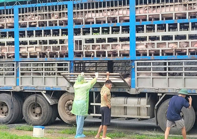 Cơ quan chức năng đã tiêu hủy ngay trong đêm 190 con lợn bị dịch tả châu Phi.