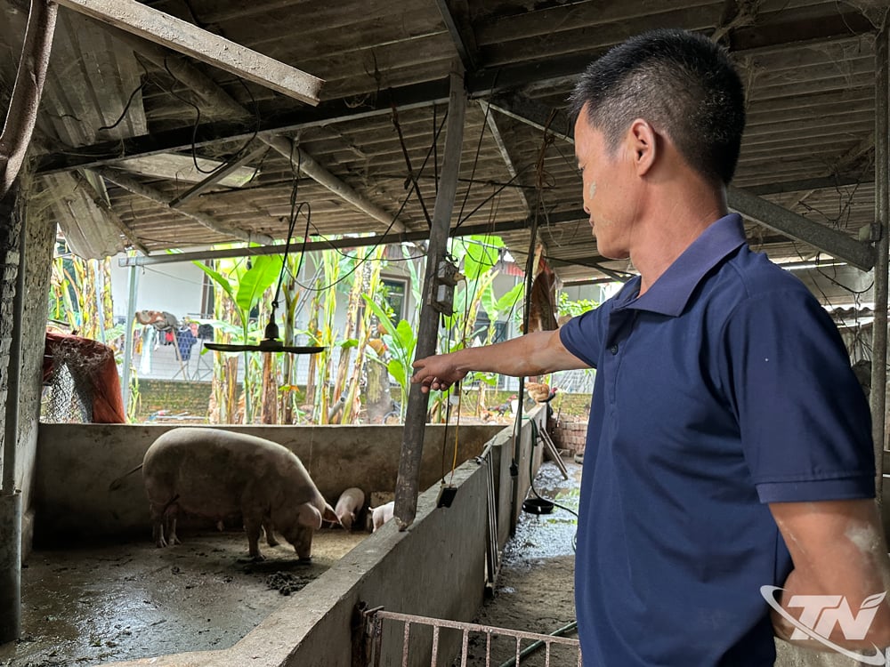 Những ngày đầu tháng 7, gia đình ông Dương Thanh Sơn (xóm Ngoài, xã Phú Bình) xuất hiện tình trạng lợn ốm, chết, gây thiệt hại đáng kể tổng đàn.