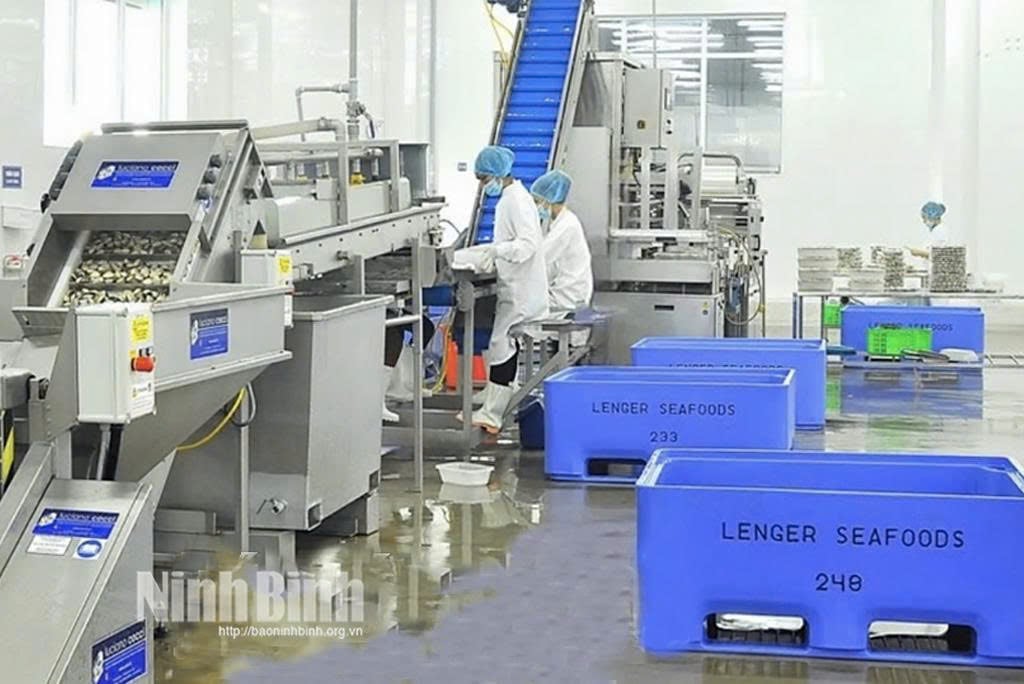 Lenger Vietnam Seafood Co., Ltd.의 깨끗한 조개 가공 라인. 사진: Thanh Thuy