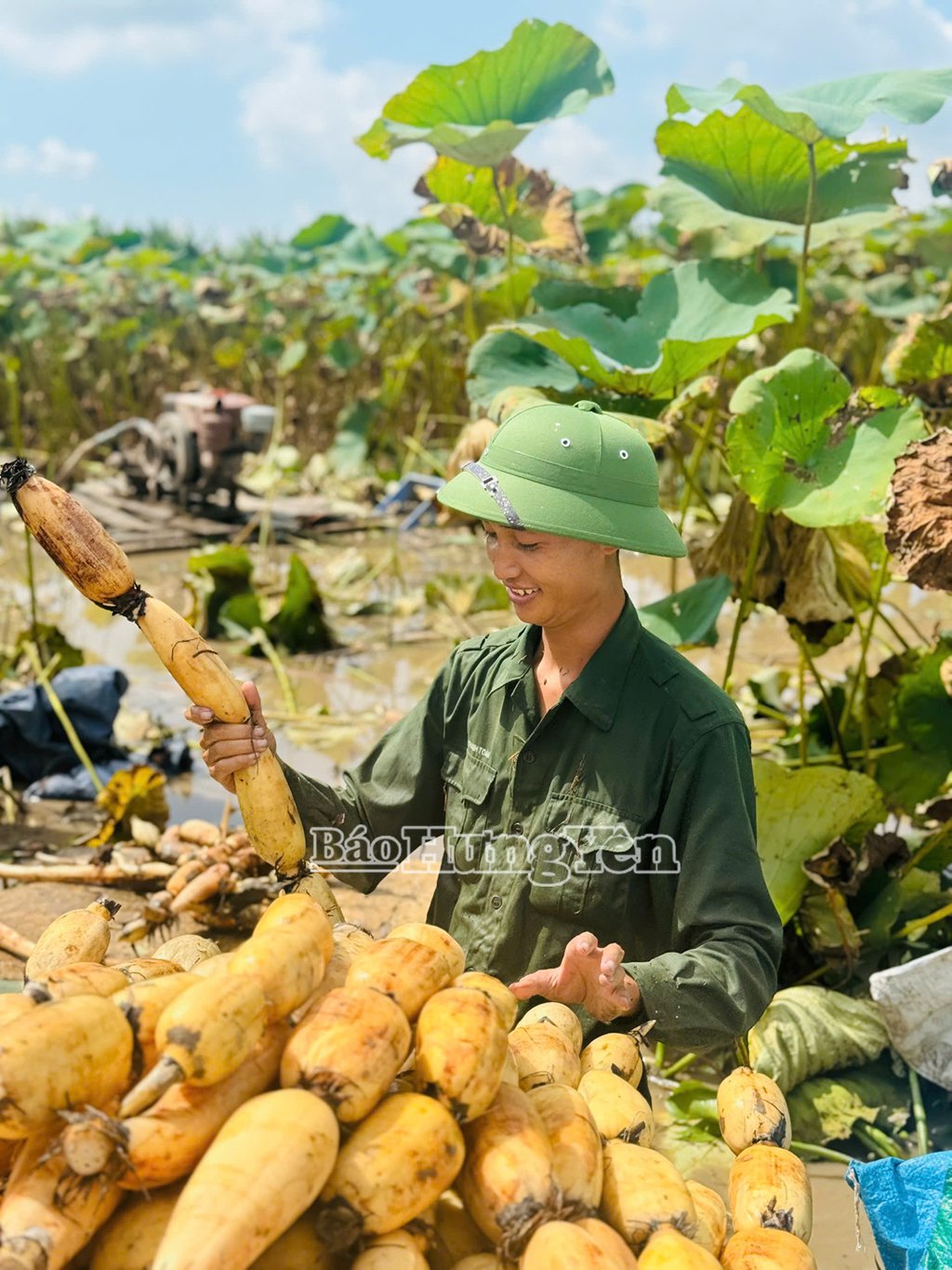 Anh Toàn thu hoạch củ sen để làm các sản phẩm trà củ sen, tinh bột củ sen.