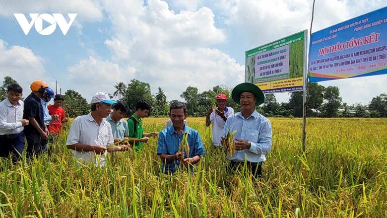 
Thực hiện Đề án, các địa phương vùng ĐBSCL đã chủ động triển khai hơn 100 mô hình thí điểm với tổng diện tích hơn 4.500ha