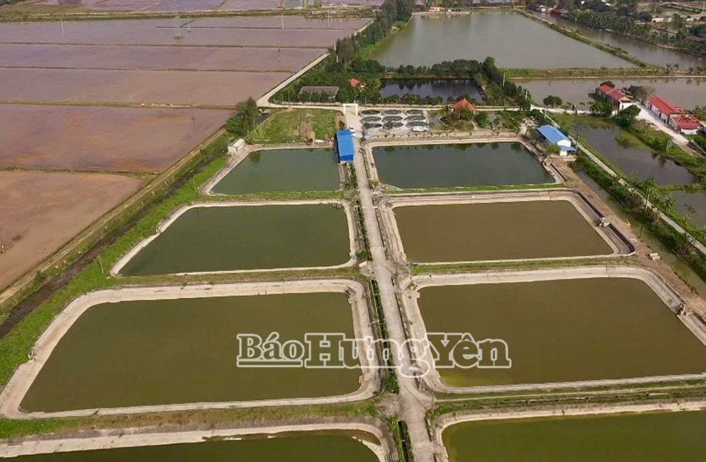 សហករណ៍វារីវប្បកម្ម Ha Le ឃុំ Hong Quang មានផ្ទៃដី 30 ហិចតា ផ្គត់ផ្គង់ទីផ្សារនូវត្រីពាណិជ្ជកម្ម និងត្រីចៀនជាច្រើនប្រភេទ។