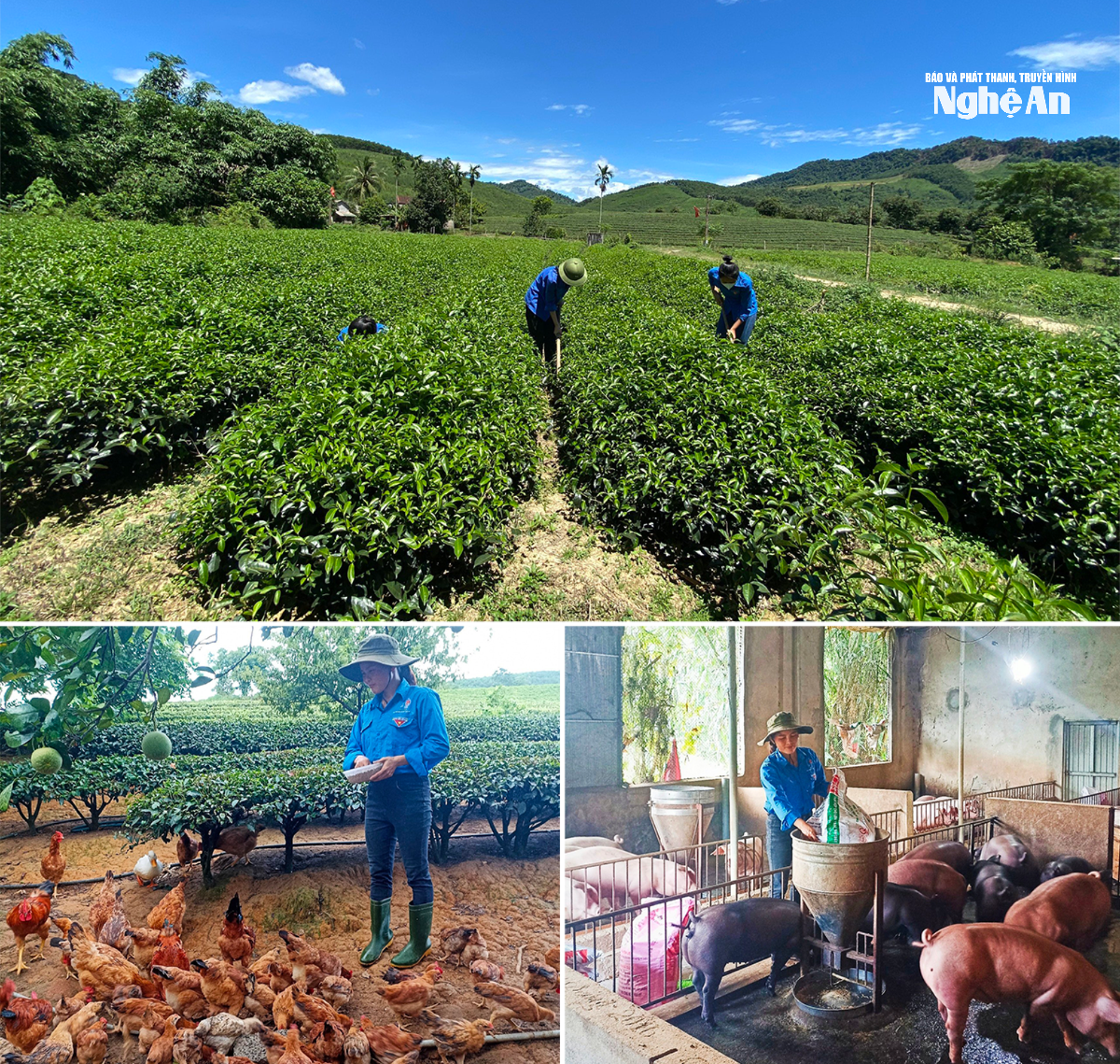 e.baonghean.vn-wp-content-uploads-2024-05-_chan-nuoi-va-trong-trot-o-tong-doi-tnxp-5-thanh-chuong(1).png