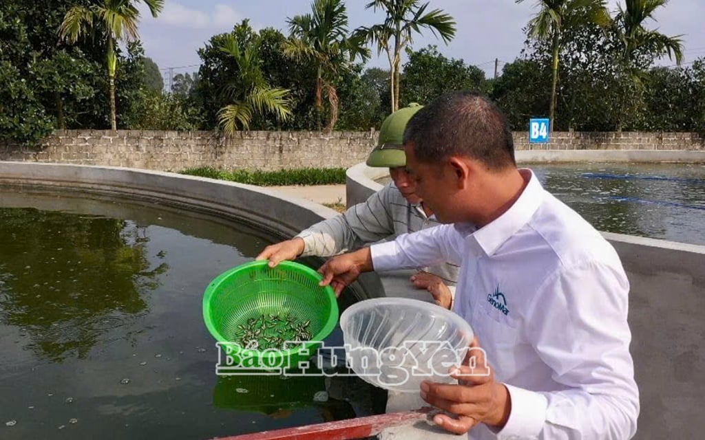 លោក Nguyen Van Thinh នាយក​សហករណ៍​វារីវប្បកម្ម Ha Le ពិនិត្យ​គុណភាព​ត្រី​ចៀន។
