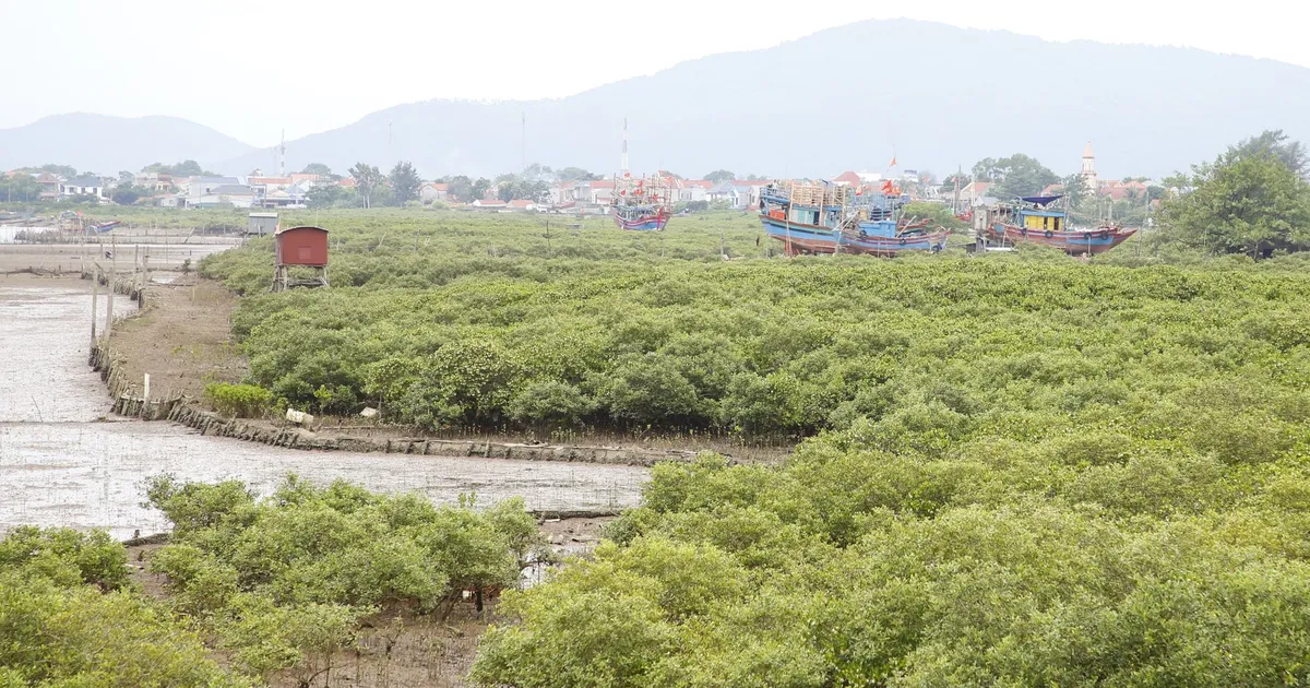 “ផ្លែឈើផ្អែម” ពីព្រៃកោងកាង