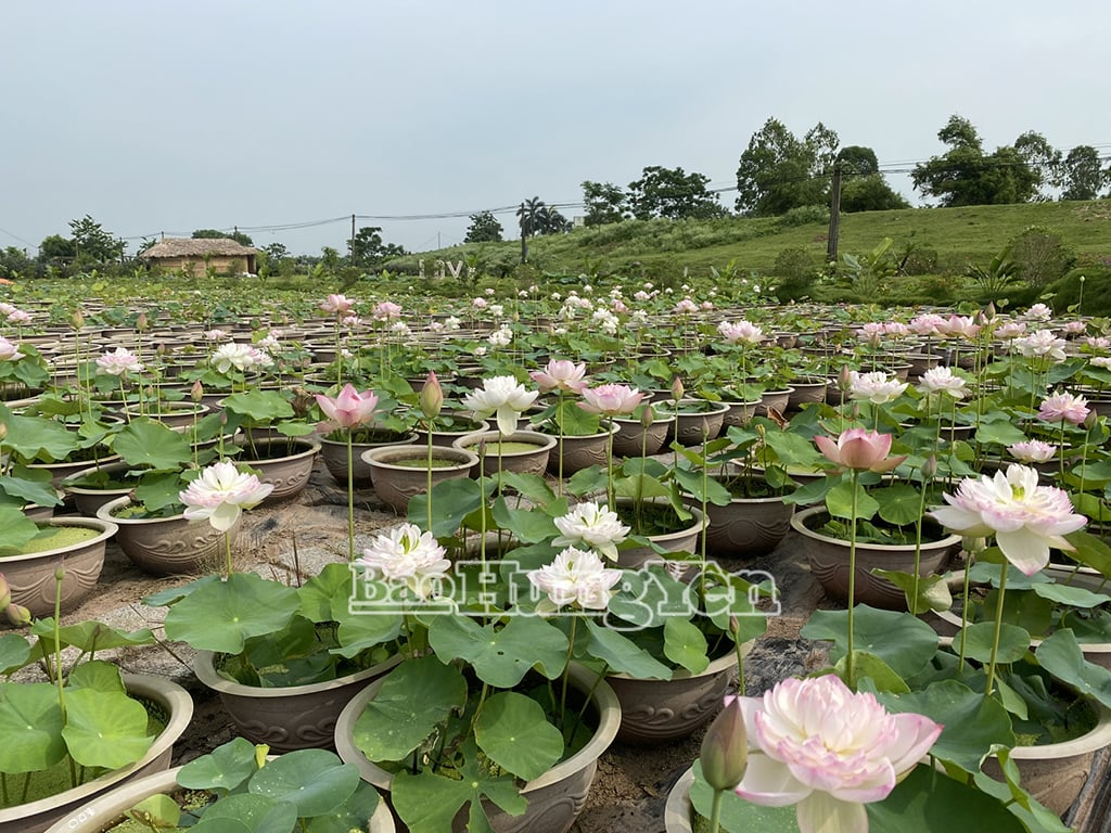 Thời điểm này, các loại hoa sen đang đua nhau khoe sắc...