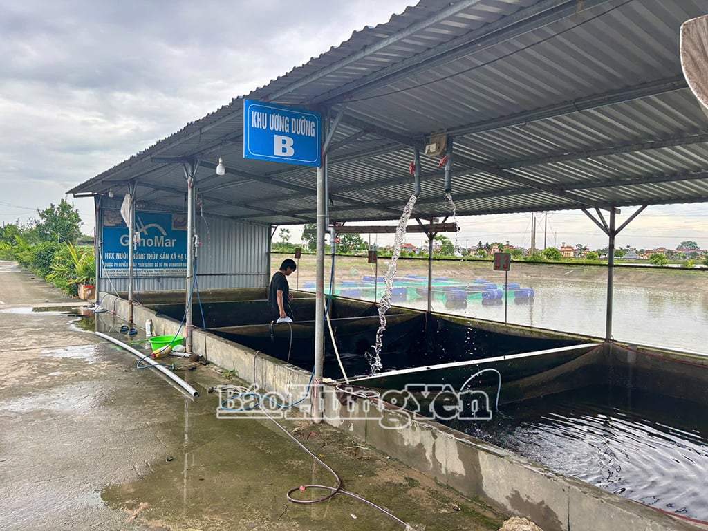 ហេដ្ឋារចនាសម្ព័ន្ធនៃសហករណ៍ត្រូវបានកែលម្អកាន់តែខ្លាំងឡើង ដោយបែងចែកជាតំបន់ឯកទេសបម្រើដល់ដំណាក់កាលនីមួយៗនៃការផលិតពូជត្រី។