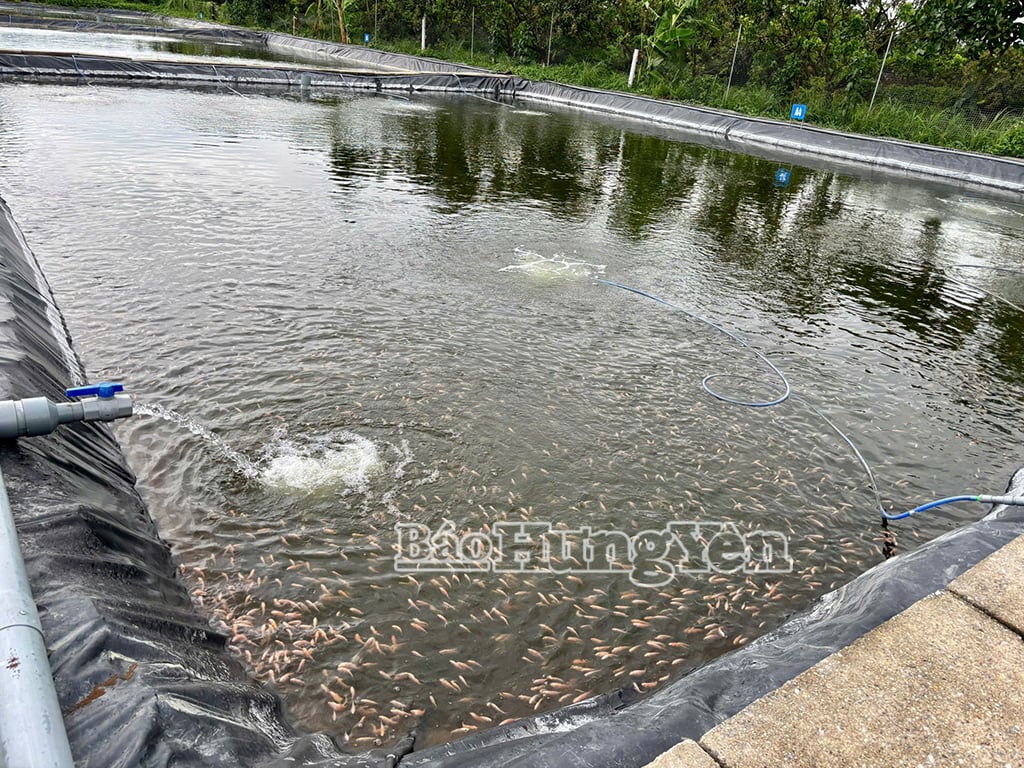 គុណភាព​សាច់​ត្រី​របស់​សហករណ៍​ត្រូវ​តាម​លក្ខខណ្ឌ​នាំចេញ។