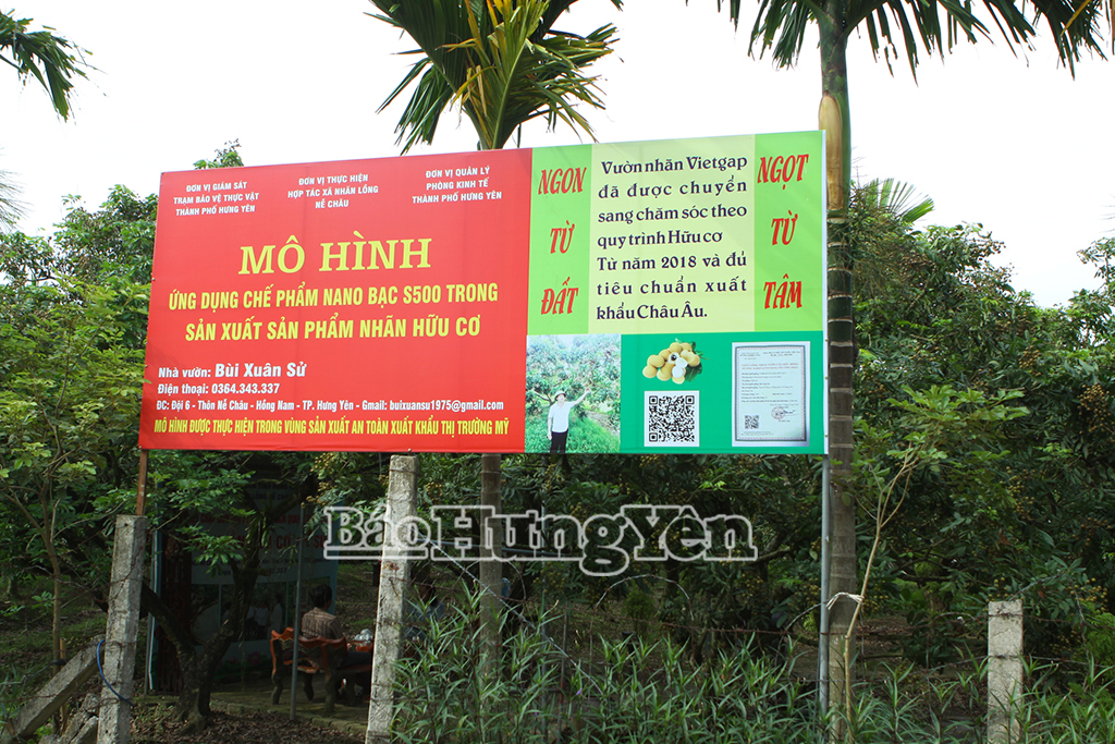 សួន​ផ្លែ​វែង​សរីរាង្គ​របស់​លោក Bui Xuan Su នៅ​ភូមិ Ne Chau ឃុំ Tan Hung ខេត្ត Hung Yen