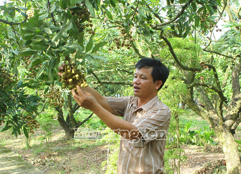 ក្នុង​ឆ្នាំ​២០២៥ សួន​របស់​លោក ស៊ូ ត្រូវ​បាន​គេ​រំពឹង​ថា​នឹង​ប្រមូល​ផល​ផ្លែ​វែង​បាន​ជាង ១០ តោន។