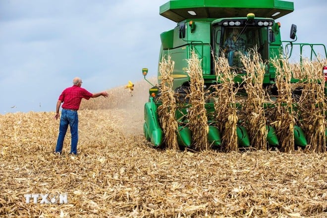 Nông dân thu hoạch ngô tại Hastings, bang Minnesota, Mỹ. (Ảnh: AFP/TTXVN)