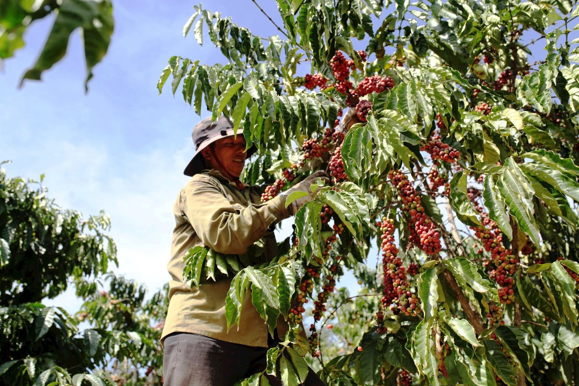 ảnh 3 thu hoạch cà phê