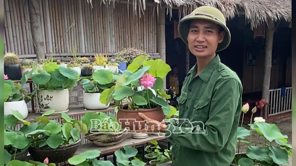 Các loại sen cảnh mini trồng trong chậu được khách hàng ưa chuộng.